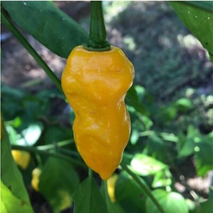 Chili Chile 20 Naga Viper Pepper Seeds Hotter Than Bhut Jolokia Ghost Plants Seeds Bulbs Selfiestar Plant Seeds Bulbs