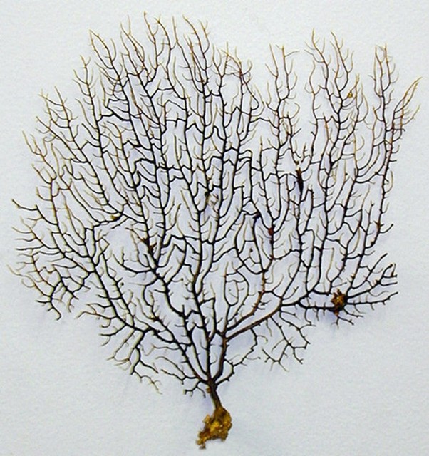 Natural Dried Black Sea Fan Coral Approx. 7" X 10" Each. eBay