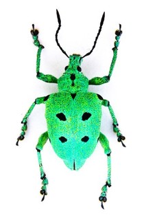 CURCUILONIDAE SP. EN020 15MM BR. NICE