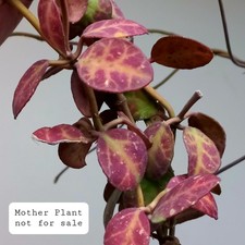 RARE! Hoya Waymaniae 'Red Leaves' , 1-LEAF Cutting, Rooted, A1