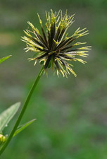 30 Fresh Seeds Of Bidens Pilosa