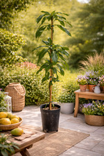 Mangobaum Sensation 140-180 cm veredelt Mango Pflanze fuer Kuebel Wintergarten