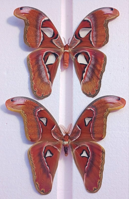 SATURNIIDAE MOTH ATTACUS ATLAS 1 MALE 1 FEMALES UNMOUNTED WINGS CLOSED LOT OF 20