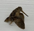 Vtg Real Woodcock Flying Bird Taxidermy - Ready to Mount - Man Cave Cabin Decor