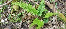 WOODLAND FERN PLANTS  5   100% QUALITY    5  PLANTS .