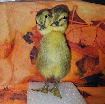 #ad Billy Bob Jr. amp; Earl: Our Two Headed Friend Ol#x27; Double Trouble Duckling $99.99