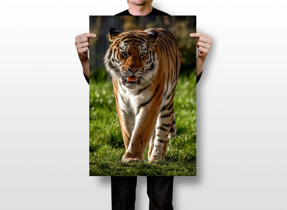 Tigre Animal Peligroso Caminante Impresión Pintura Arte de Pared Decoración del Hogar - PÓSTER 20x30 Foto 3 de 3