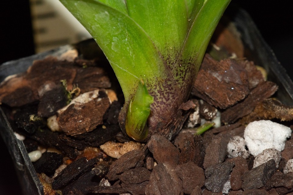 Paphiopedilum Osage Eagle 3 (Desert Rain x Chocolate Eagle), in spike