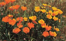 Postcard CA Wild Poppies Flowering Plant Deserts Gardens Columbia Wholesale Ad