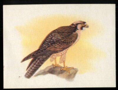 Tabakkarte, UTC, Unsere südafrikanischen Vögel, 1942, groß, Lanner Falke, #23
