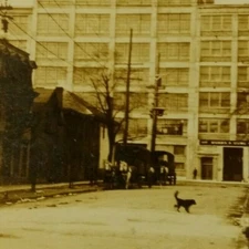 Vintage RPPC Hubbs and Howe Building Dog Horse Carriage buggy Unposted