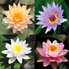 4 Pack Live Hardy Water Lilies Pre-Grown Tuber Rhizome Orange, Blue, White, Pink
