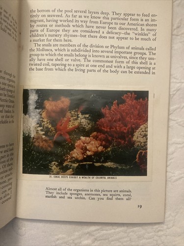 Life in Shallow Sea Water,Bartram Cadbury; NatAudubon Soc., Nature Program, 1954 - Picture 7 of 15
