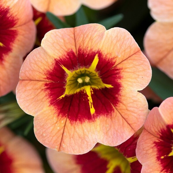 Calibrachoa (Million Bells) x 3 Plug Plants eBay