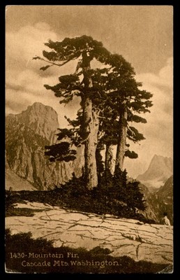 Postcard Mountain Fir Trees on Cascade Mountain Ridge, Washington