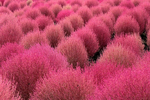 Kochia scoparia (Burning Bush Grass) 100 - 5,000 Seeds •RARE Garden Flowers | UK - Image 3 of 4