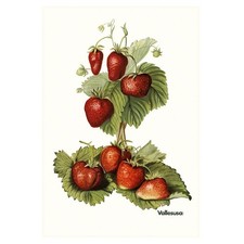 Canovaccio da cucina Vallesusa della linea Frutta variante PIQ19 FRAGOLE - 100%