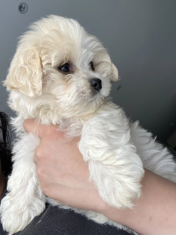 maltese cavoodle