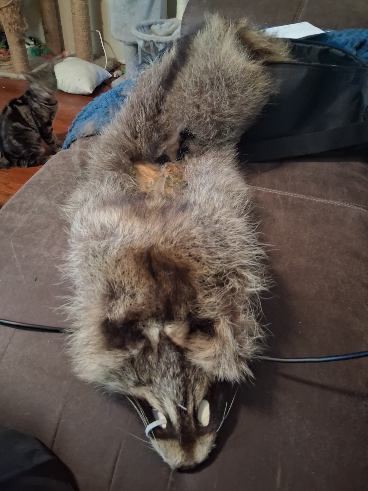 Raccoon Pelt Hide Fur With Face Tail