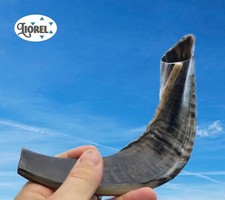 Smooth Fully Polished, 14" SHOFAR, Ram Horn Kosher Jewish Blow from zion Israel