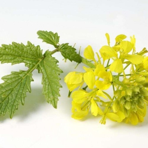 1 Pack 600 Japanese Horseradish Wasabi Seeds Mustard Seed Sinapis Organic - Picture 4 of 9