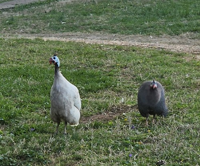 #ad 12 Guinea Fowl Hatching Eggs $34.99