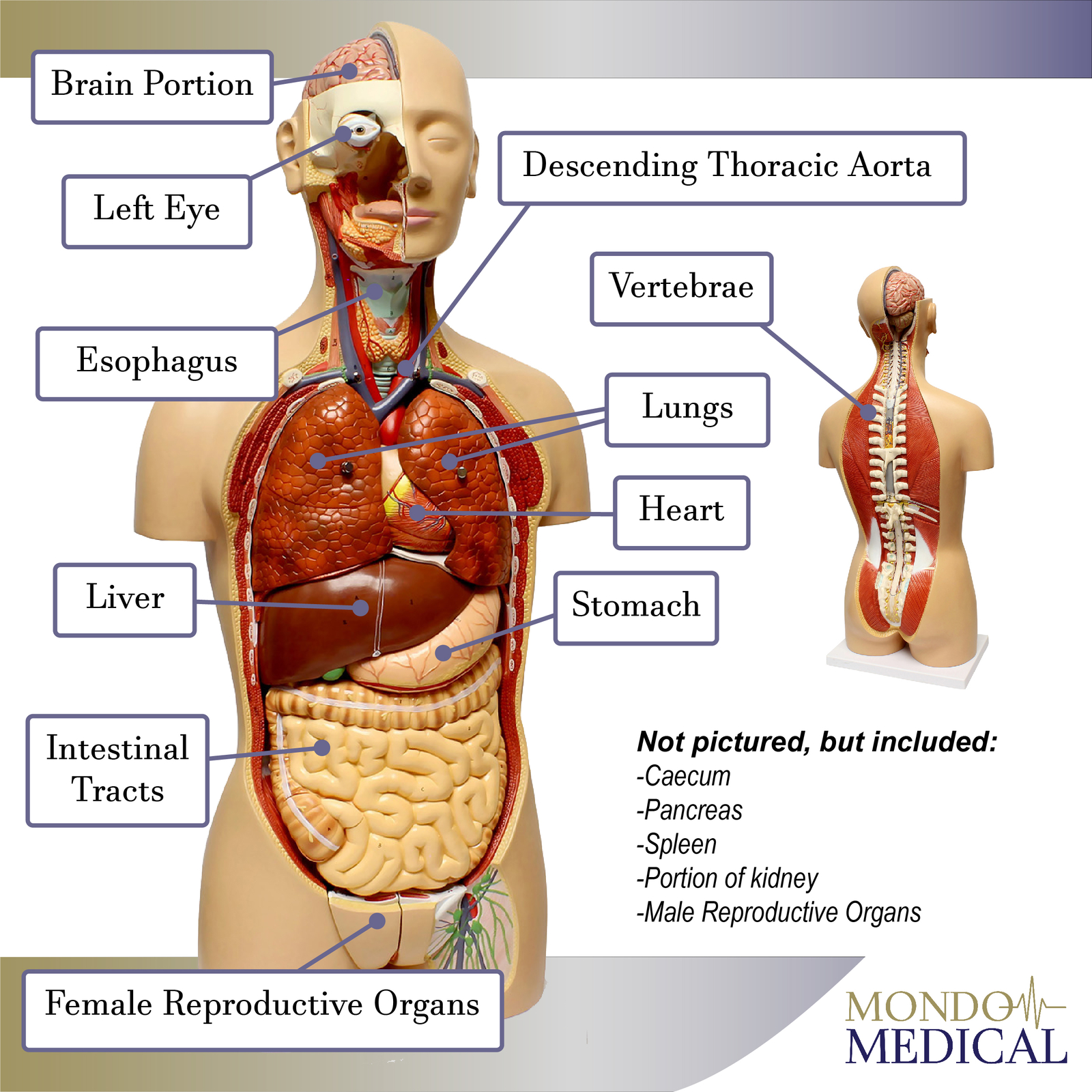 MonMed Human Torso Model Life Size Human Body Model Removable