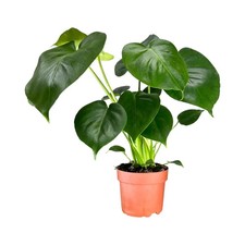 Swiss Cheese Plant House Plant Monstera Deliciosa in a 12cm pot