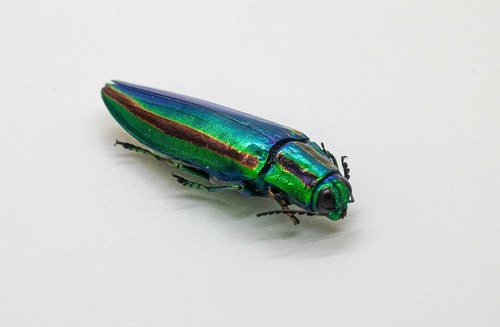 Buprestidae - Chrysochroa fulgidissima - Mt.Daibosatu,Hikawa, Yamanahsi Pref - Picture 10 of 11