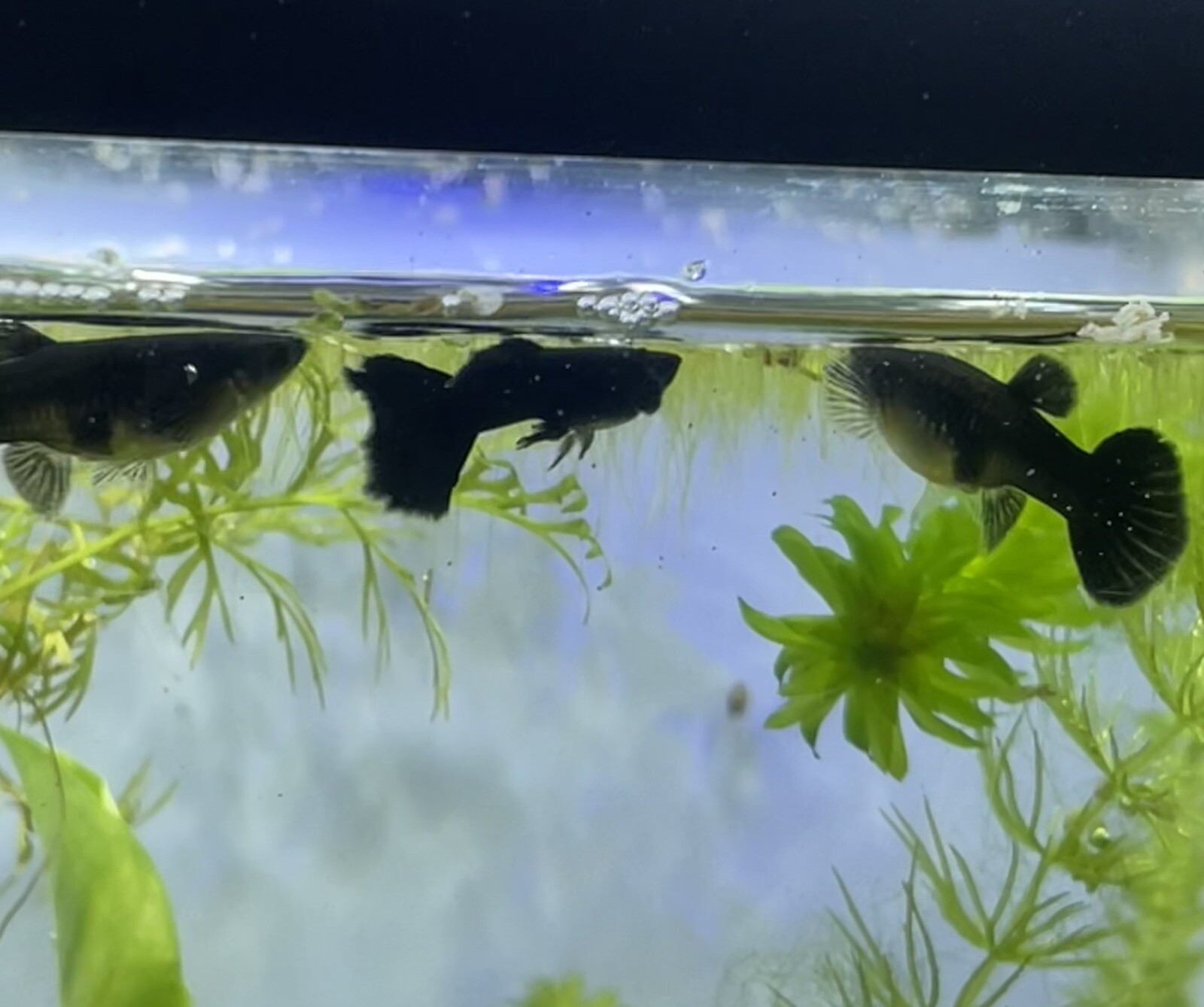 10 Guppy Fry Black Guppies Live Baby Guppy Fish eBay
