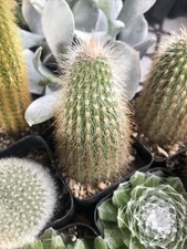 Cleistocactus tupizensis Bronze Torch Columnar Cactus Red Tube Flowers