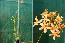 Epidendrum radicans Hybride "Salmon light", orchidée, Orchid
