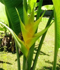 HELICONIA CARIBAEA CHARTREUSE LIVE RHIZOME