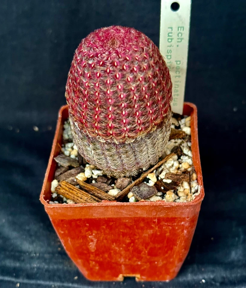 Echinocereus pectinous v. rubrispinus, cactus plant - Image 2 of 4