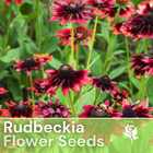 Blackberry Delight Rudbeckia Seeds 125+ Seeds Annual Flower Seeds Garden