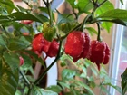 20 Hot Mix Pepper Carolina Reaper Ghost Gochu 7 Pot Scotch Bonnet +More Seeds
