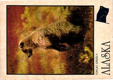 Vintage Postcard 4x6- TOKLAT GRIZZLY, AK. 1960-80s