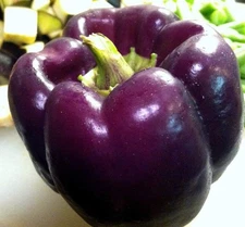 Purple Lilac Sweet Bell Pepper Capsicum Annuum 30+ Seeds for Planting Vegetab...