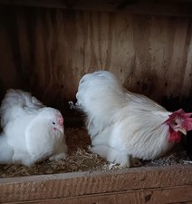 Bantam Eggs x6 ,Pekin,sablepoot,Milliflour,Porcelain