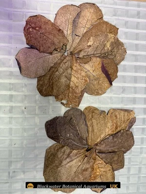 BLACKWATER BOTANICAL AQUARIUMS 20x Catappa Leaves Indian Almond 15-25cm Natural Aquarium Shrimp Betta Tank