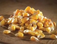 20kg Whole Maize Carp & Coarse Fishing Bait 1.00 per kilo