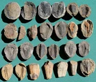Conulariid: lot of 15 conularia fossils from Bolivia devonian