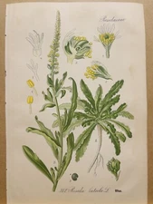 1886 ANTIQUE PICTURES LITHOGRAPH ART PRINT BOTANY FLOWER FLORA NATURE DECO PO...