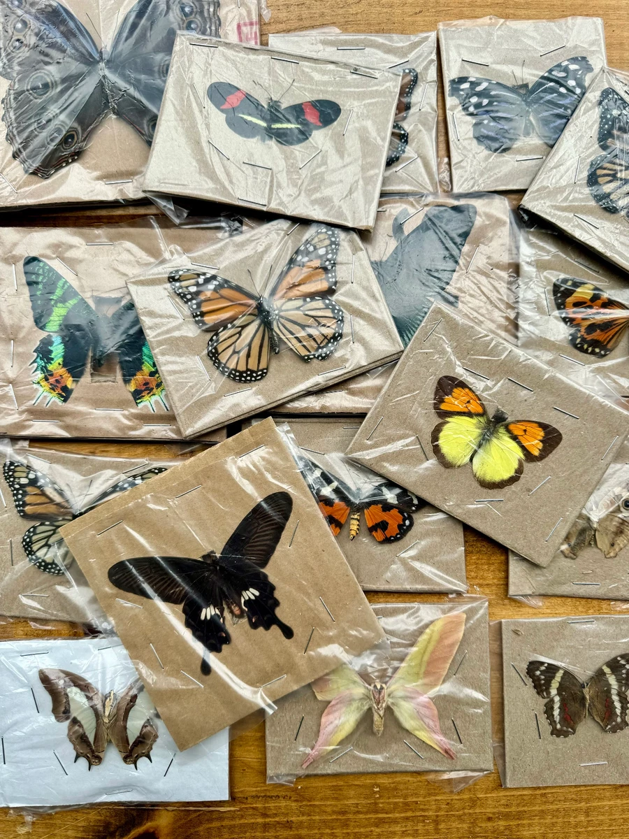 MOTH products for sale | eBay