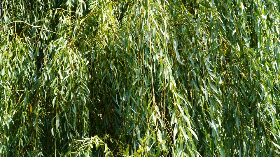 Gelbe Trauerweide Setzlinge in Topf Jungpflanze Hängeweide zum anpflanzen Garten - Bild 3 von 4