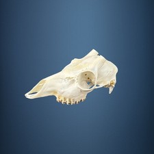 572SKU Teschio di capriolo, montaggio corna, palco diametro 14mm