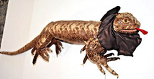 38" Brown Plush Frilled Iguana Dragon Lizard Hand Puppet Large by Sunny Puppets