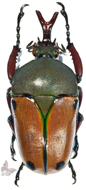 標本用品 Tanzania Eudicela e.euthalia 40mm 標本用品 Tanzania