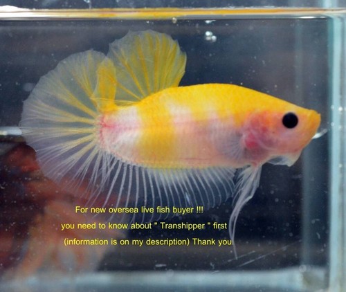 Mezzaluna Betta fish Fancy Hmpk maschio a339 dalla Thailandia