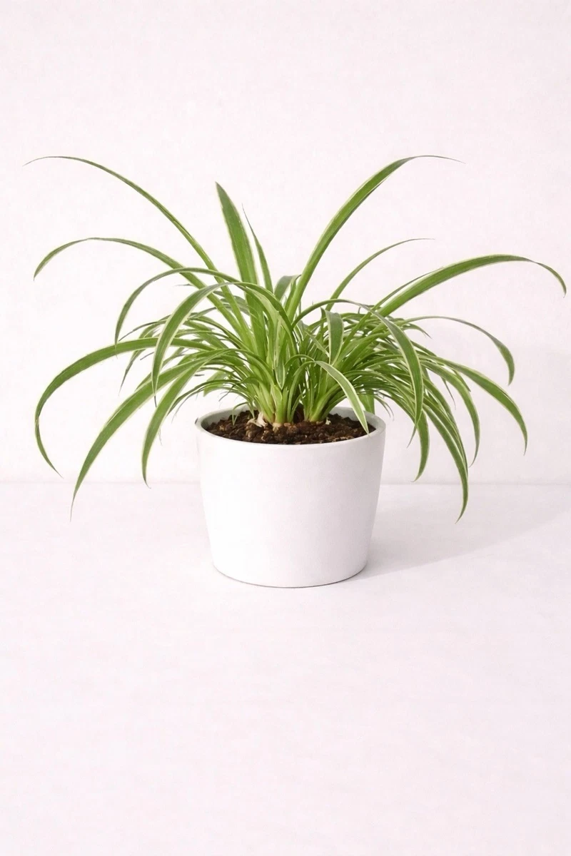 Buy Spider Plant (Chlorophytum) Online in Australia